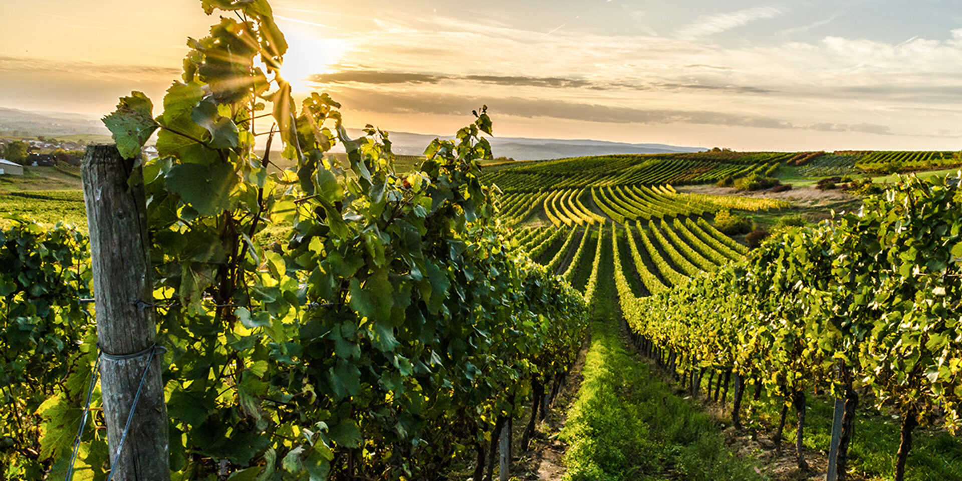 Vines of a vineyard near Horrweiler and Bingen in Rheinhessen at sunset