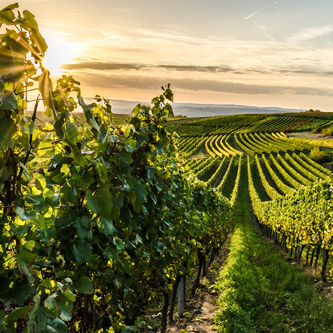 Vines of a vineyard near Horrweiler and Bingen in Rheinhessen at sunset