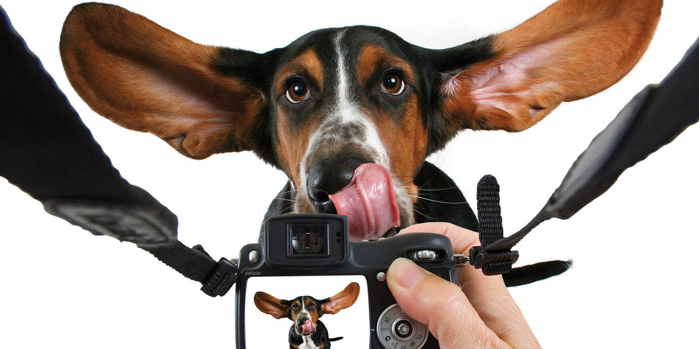 taking a photo Hunde-Fotoshooting