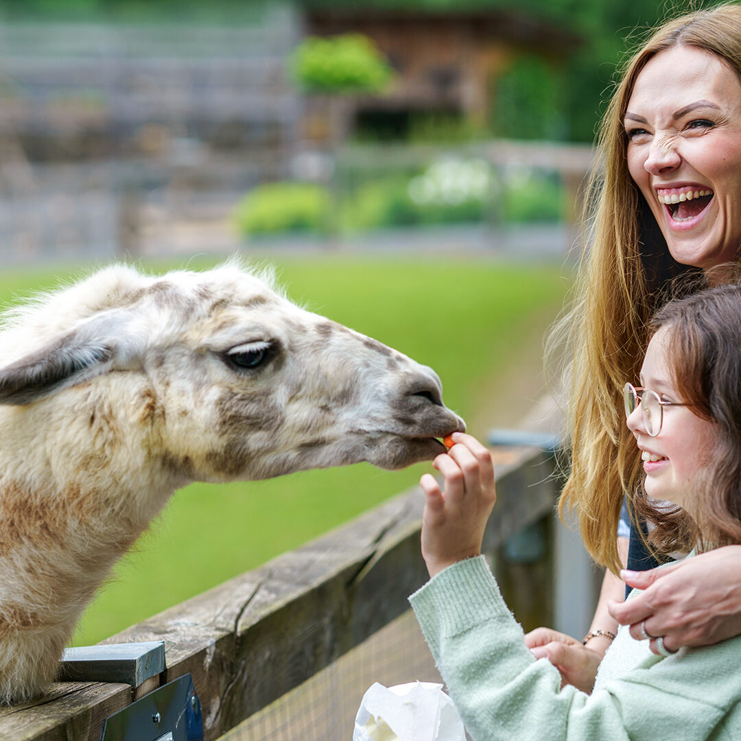 School european girl and woman feeding fluffy furry alpacas lama. Happy excited child and mother feeds guanaco in a wildlife park. Family leisure and activity for vacations or weekend.