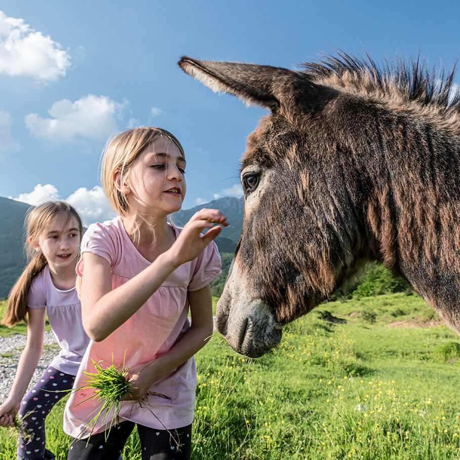 Two Girls Feeding Donkey on the Mountain Pasture