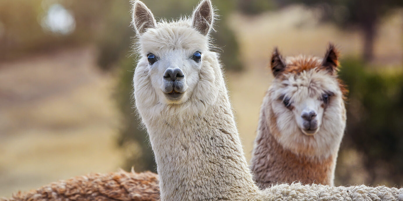 Two Alpaca Close up portrait of a cute alpaca’s