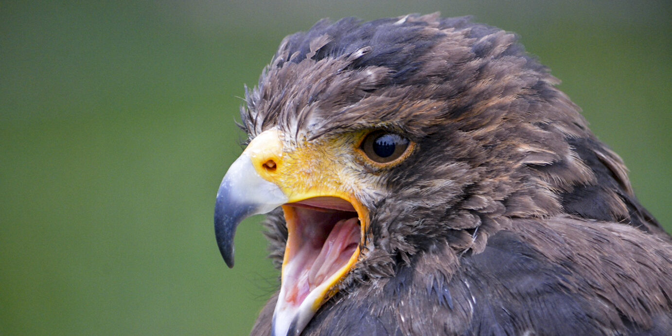 45353