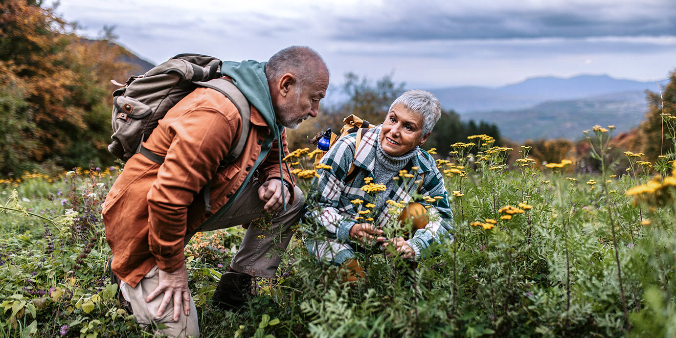 Elderly couple enjoying walk in nature on sunny day, picking up herbs and flowers.