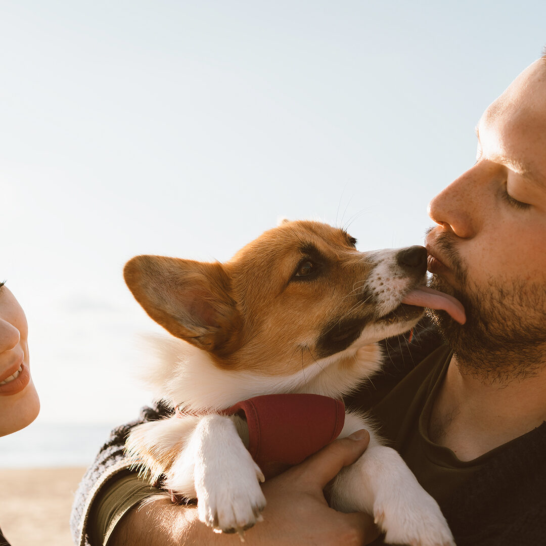 Young happy couple with dog taking selfie photo on beach. Beautiful family and Corgi puppy lick man cheek. Family with pet outdoor, walking together, husband and wife relax in summer by sea