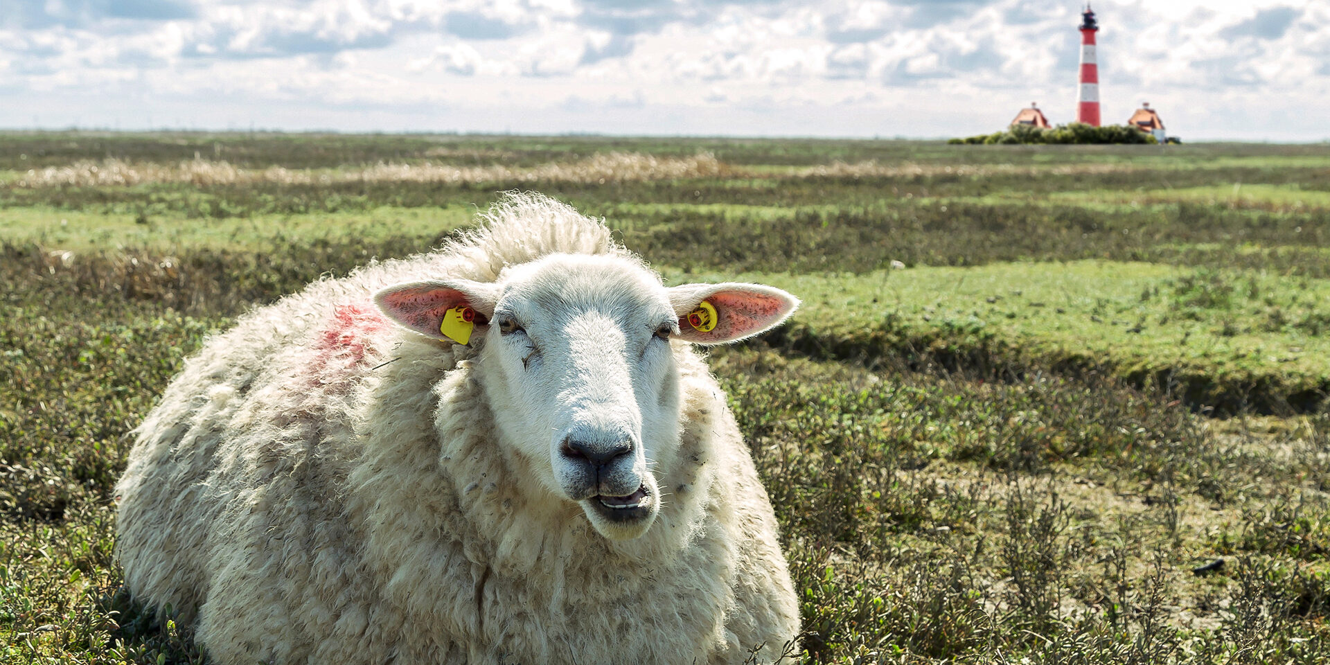 gemtliches Schaf in Nordfriesland