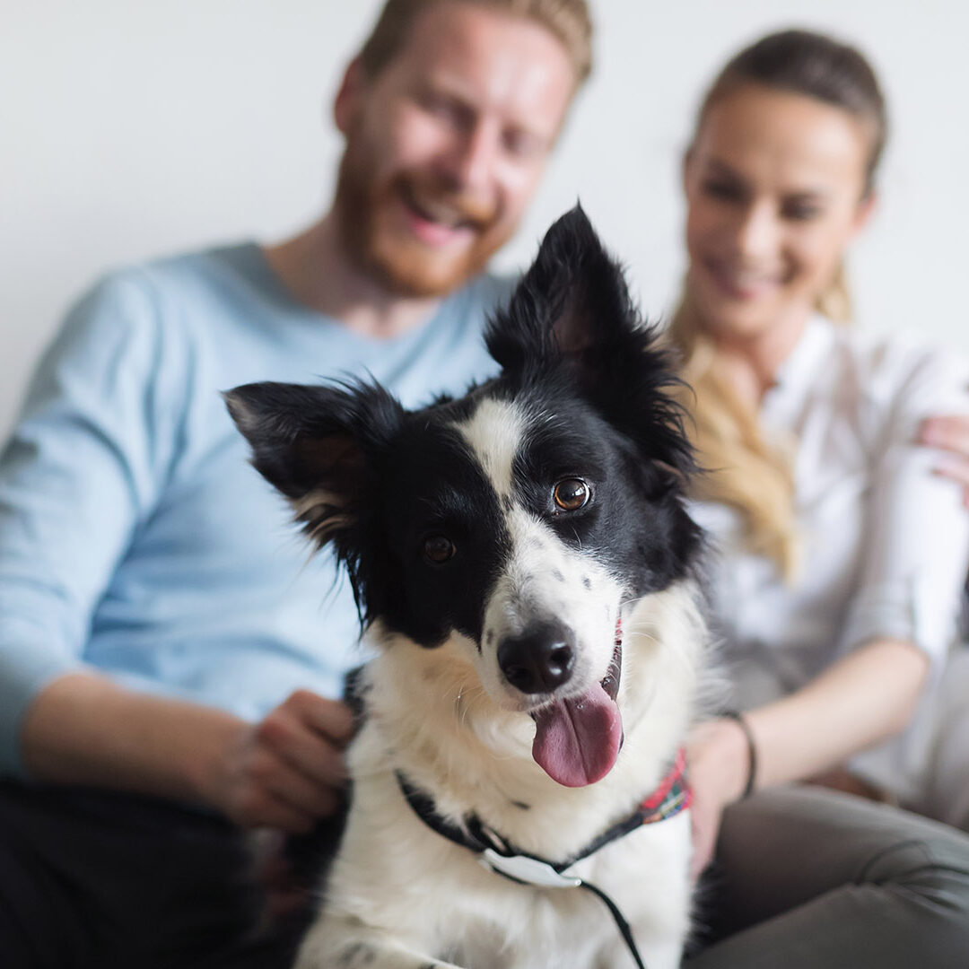 Beautiful couple relaxing at home and loving their pet