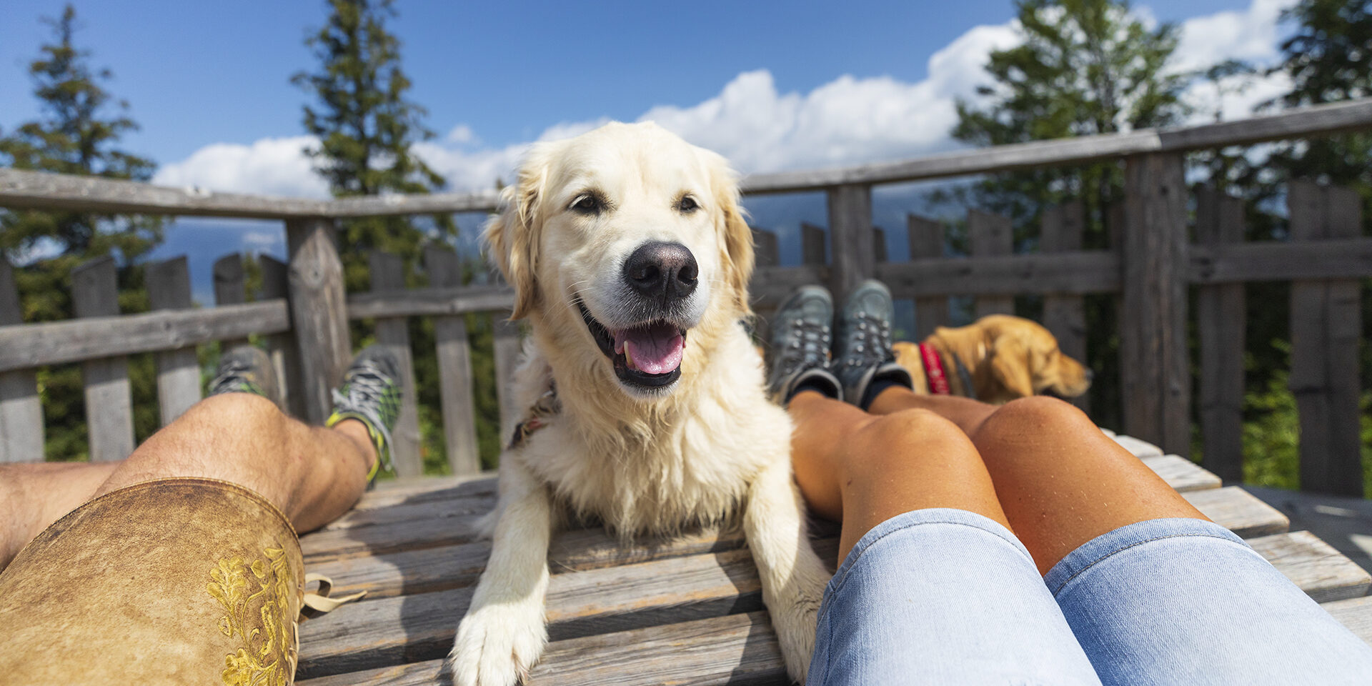 Retriever Dog enjoy Holiday