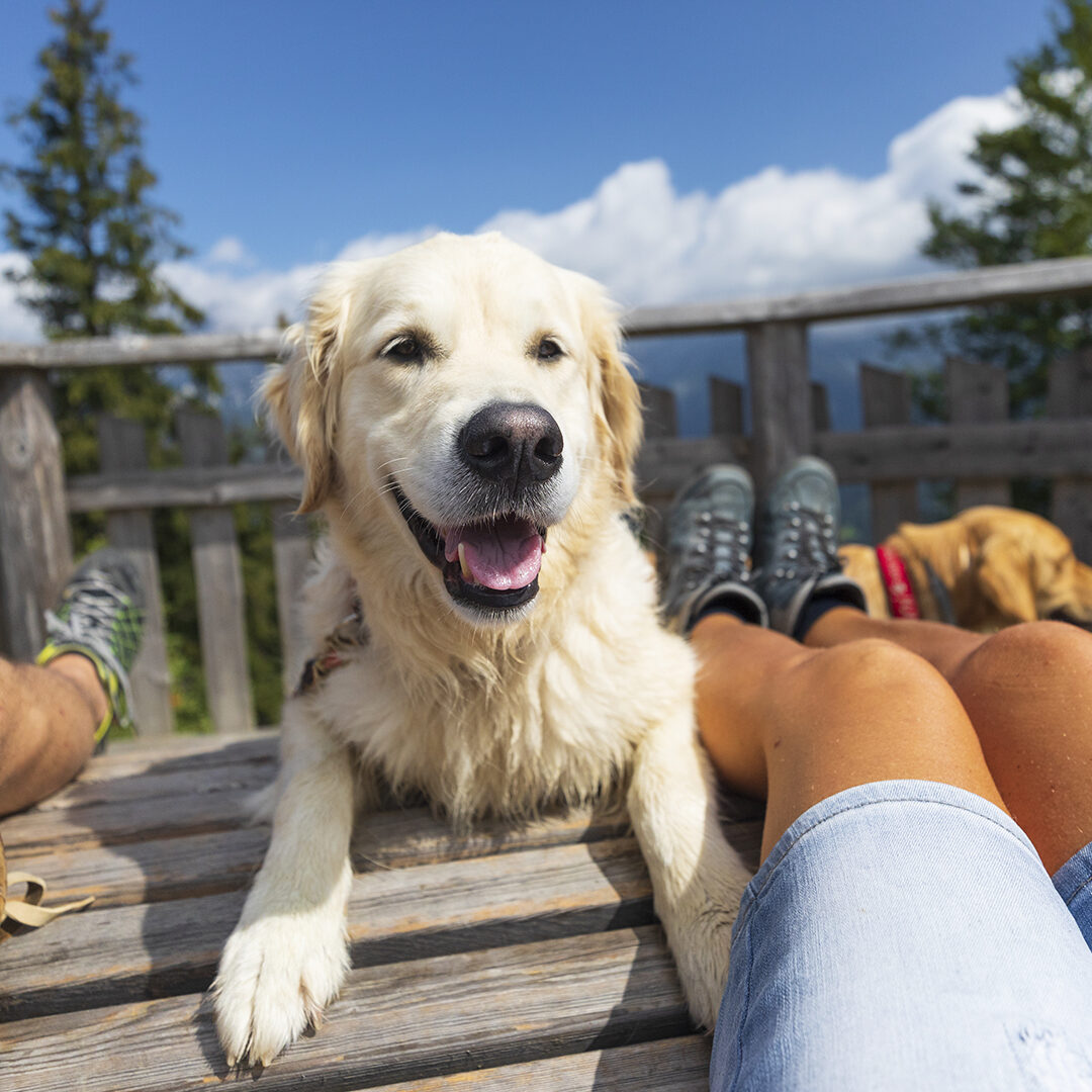 Retriever Dog enjoy Holiday