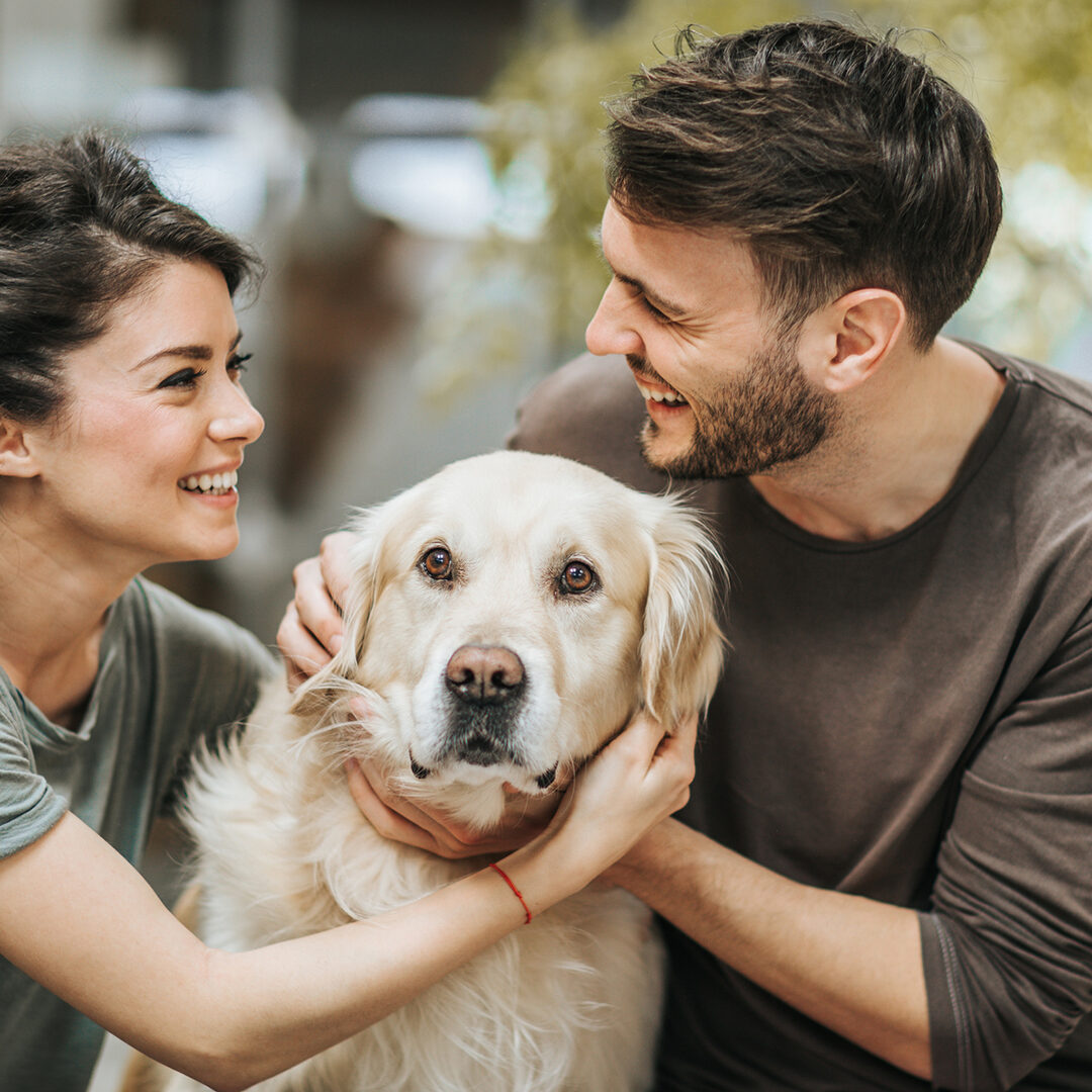 Young happy couple communicating while cuddling their golden retriever at home.