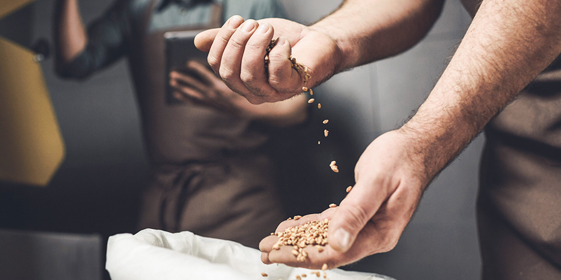 Brewery worker inspecting grains Close-up partial view of male brewery worker in apron inspecting bag with grains