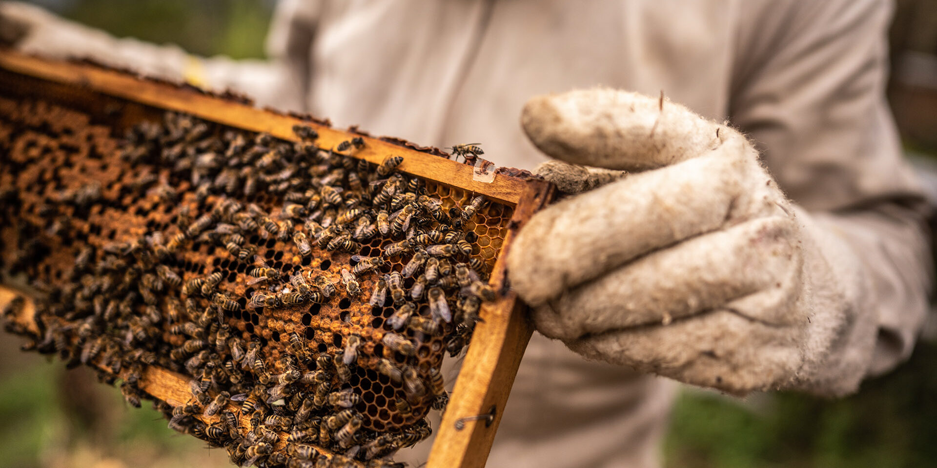 Close-up of a beekeeper collecting honey on a honeycomb of bees Close-up of a beekeeper collecting honey on a honeycomb of bees