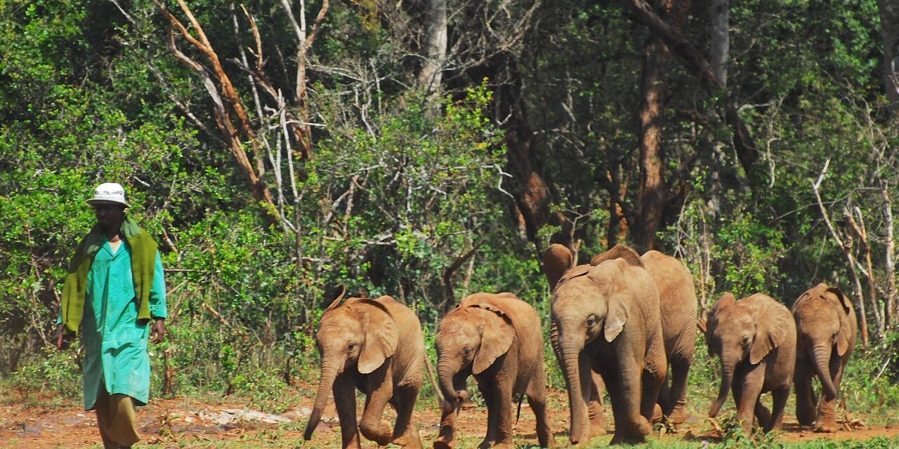 baby-elephants-4748163_1280 baby-elephants-4748163_1280