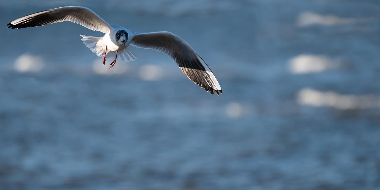 bird-7411270_1280 (1) bird-7411270_1280 (1)