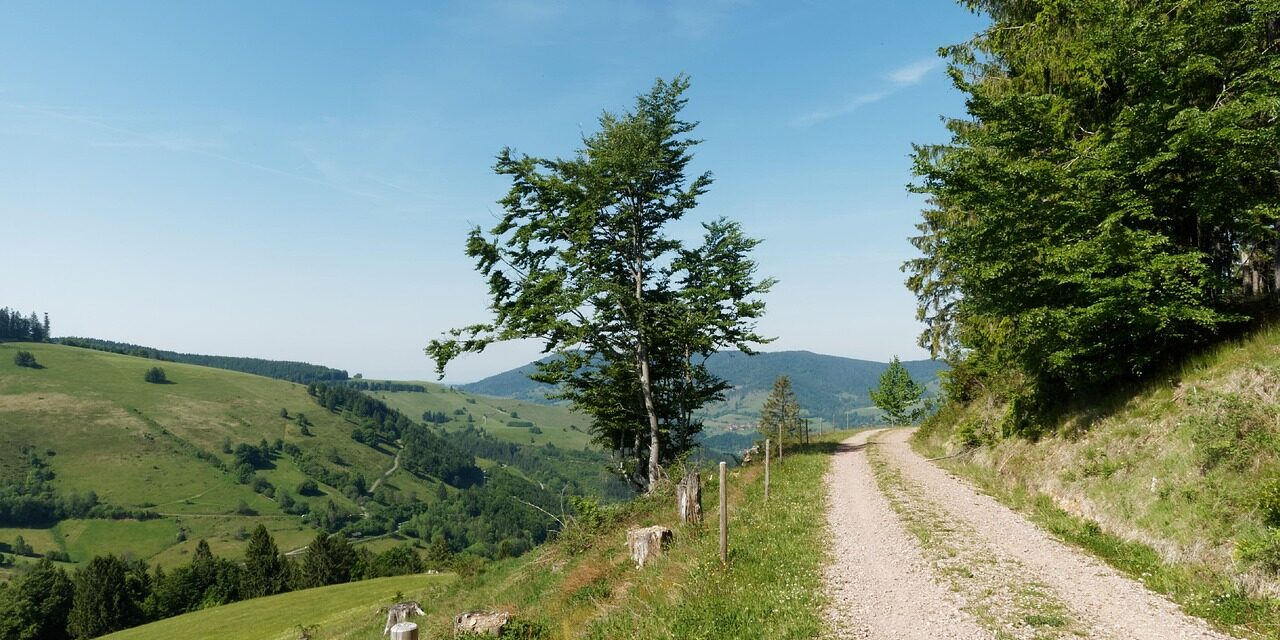 black-forest-2475806_1280 black-forest-2475806_1280