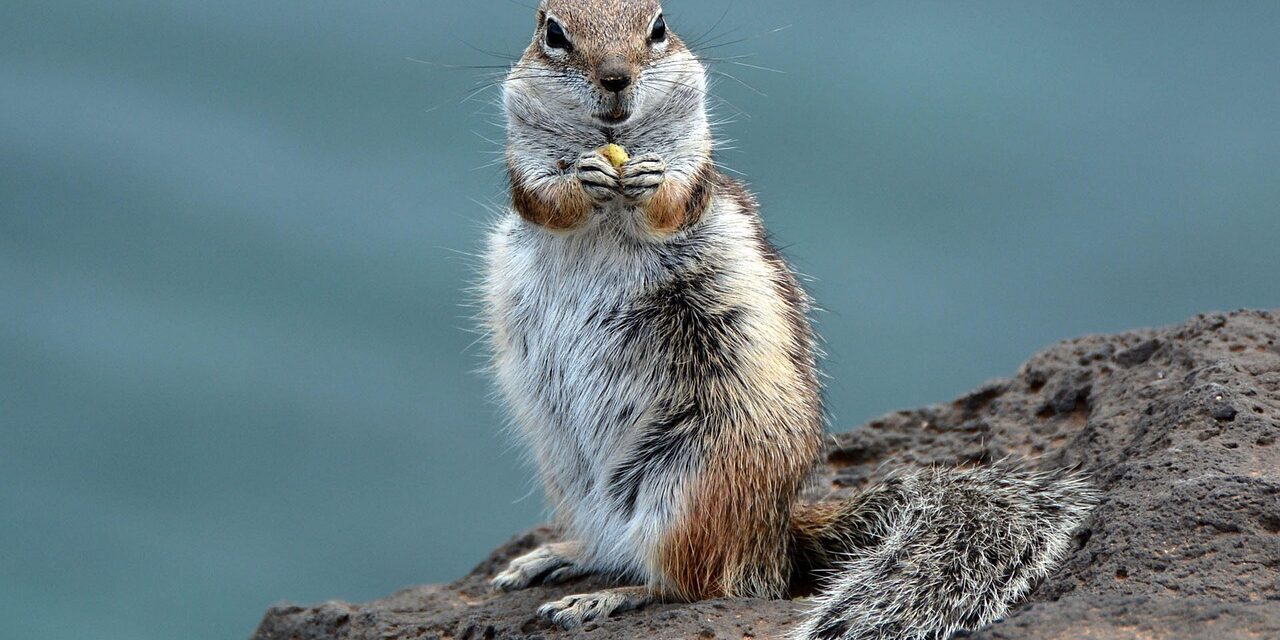 chipmunk-1196770_1280 (1) chipmunk-1196770_1280 (1)