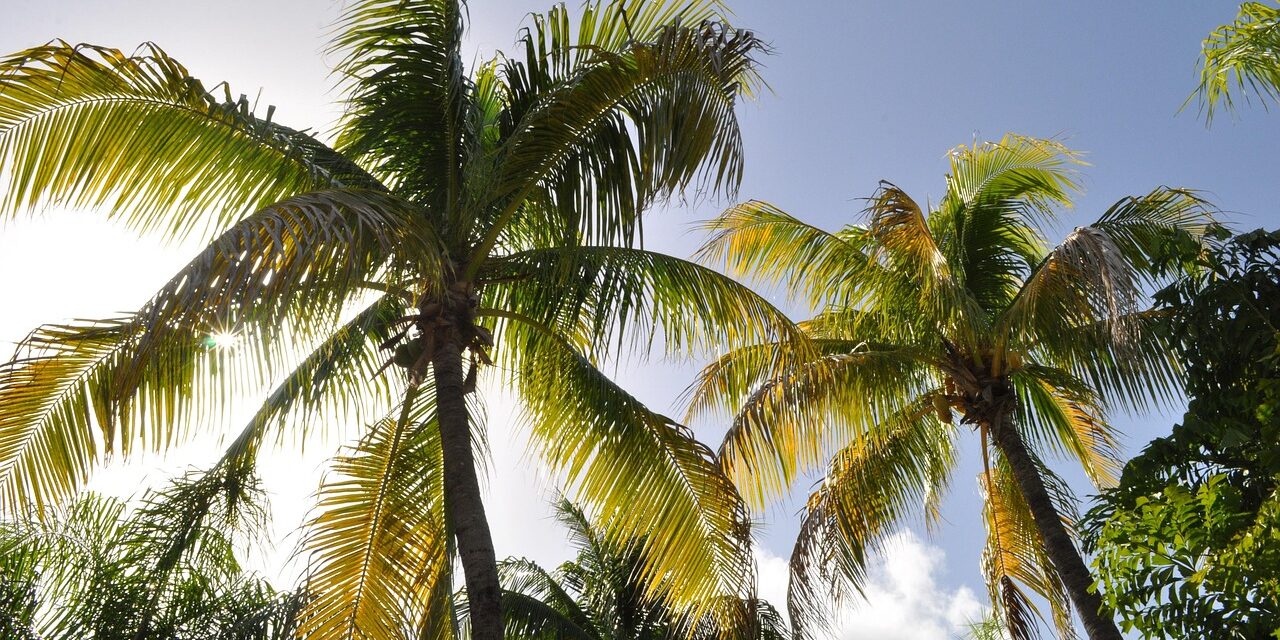 coconut-trees-1172459_1280 coconut-trees-1172459_1280