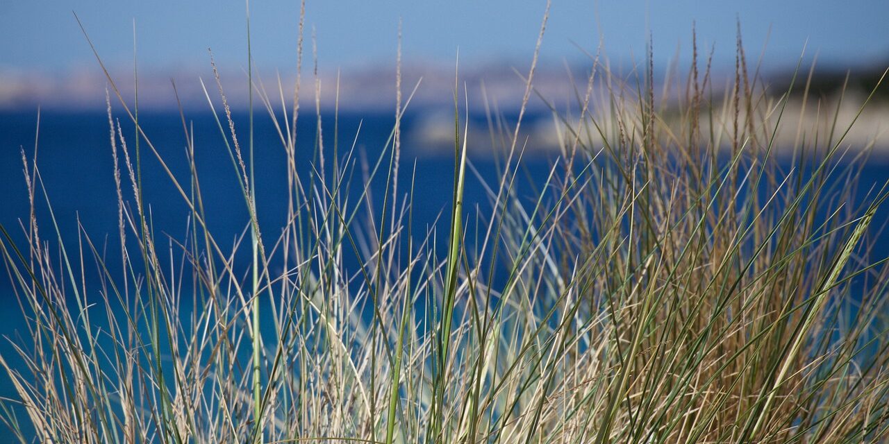 dunes-7153926_1280 dunes-7153926_1280