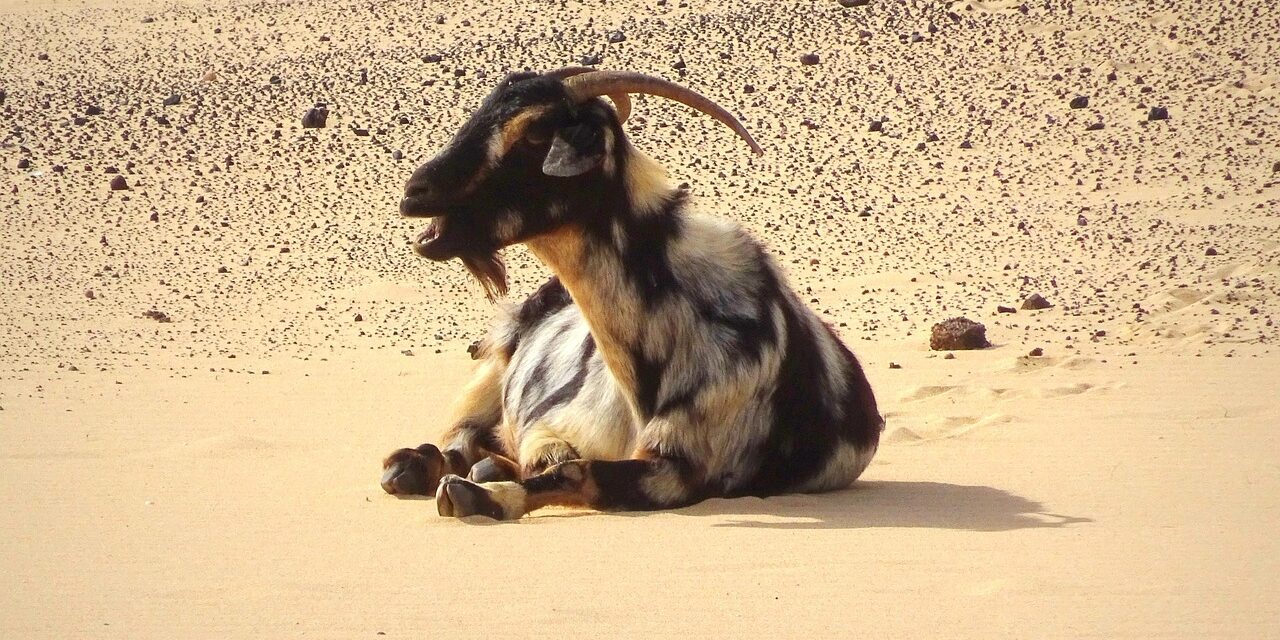 goat-5041453_1280 goat-5041453_1280