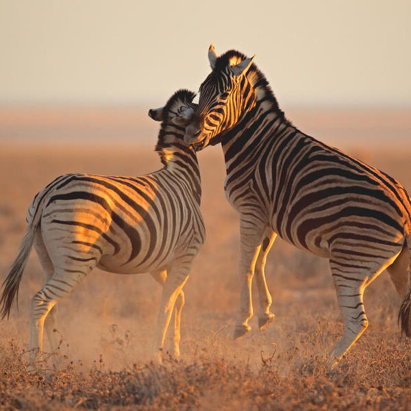 large_8a0092fd54c36e930154ce4076c107f8-Namibia-Etosha-National-Park