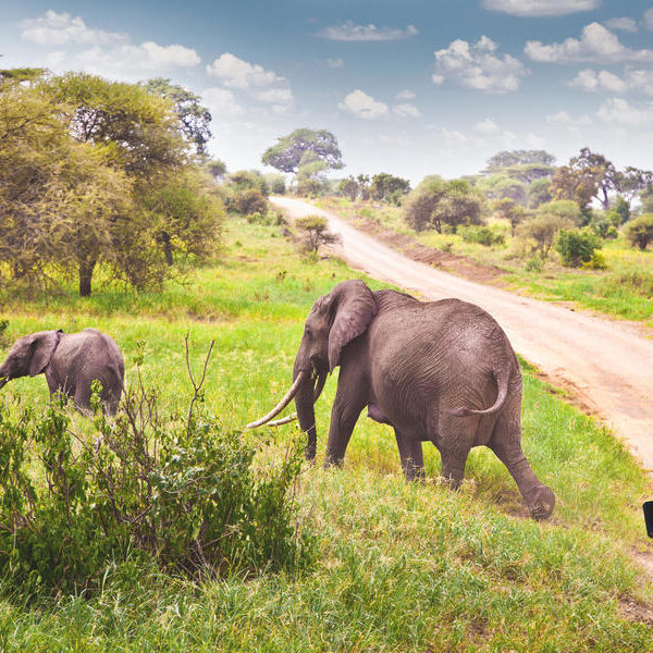 large_8a0092fd574d5664015755911e266ca3-Suedafrika-Krueger-Nationalpark-Elefanten-Safari