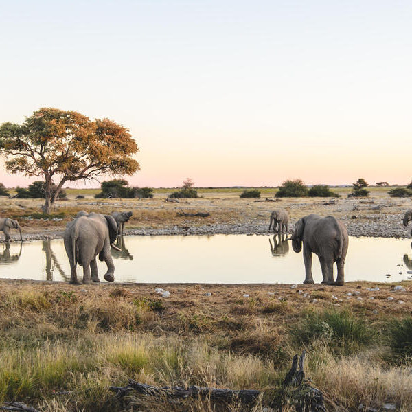 large_8a0092fd588c726b0158b934f0672a9d-Namibia-Etosha-National-Park