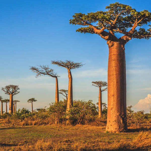 large_8a0092ff648010cf01648dc3e7372ff0-Madagaskar-Morondava-Baobab-Allee-Baeume