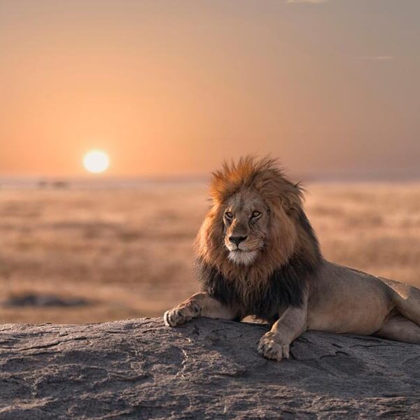 large_8a0092ff6ab43cfe016abac3414628c3-Tansania-Serengeti-Nationalpark