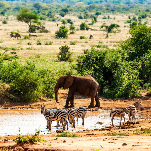 large_8a0092ff6df15d4c016dfdafb7266b29-Tsavo-Ost-Nationalpark