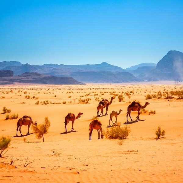 large_8a0092ff6df15d4c016e4af5dc877b9e-Wadi-Rum-Wueste-Jordanien