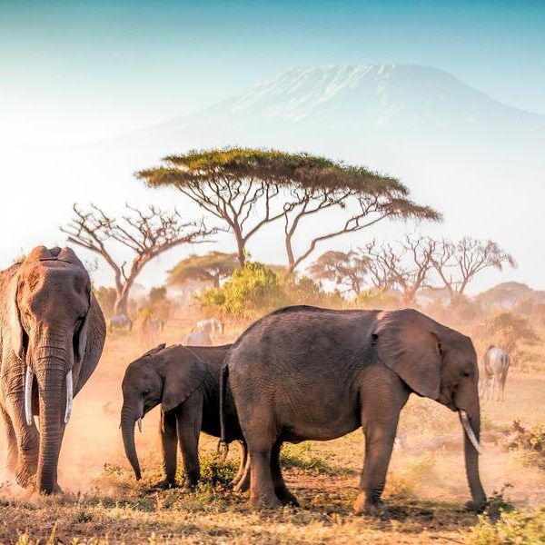 large_8a0092ff6df15d4c016e6589630a6320-Afrika-Kenia-Amboseli-Nationalpark-Kilimanjaro-Elefant