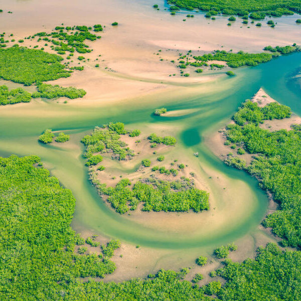 large_8a0092ff8850df9a01885230e6770373-Mangroven-Saloum-Delta-Nationalpark-Joal-Fadiout-Senegal