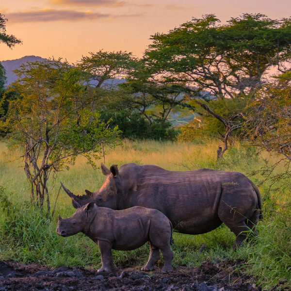 large_8a0092ff8d777284018d78a96b0659d4-Suedafrika-Kruger-Nationalpark-Nashorn