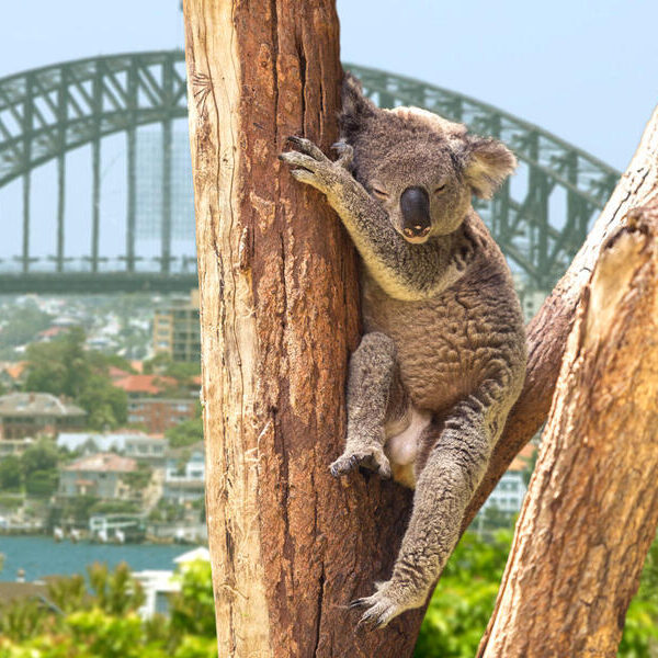 large_8a0092ff8dc9d833018dcc713e497bd7-Australien-New-South-Wales-Sydney-Harbour-Koala-Harbour-Bridge