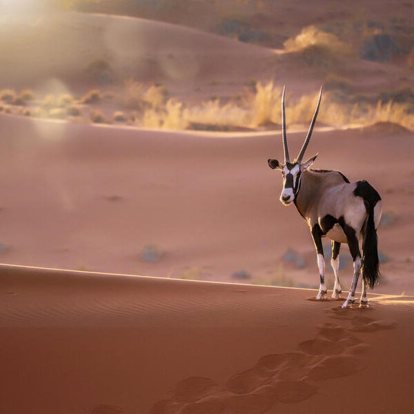 large_8a0092ff8dede4ca018deee68e766c47-Namibia-Sossusvlei-Oryx-Antilopen