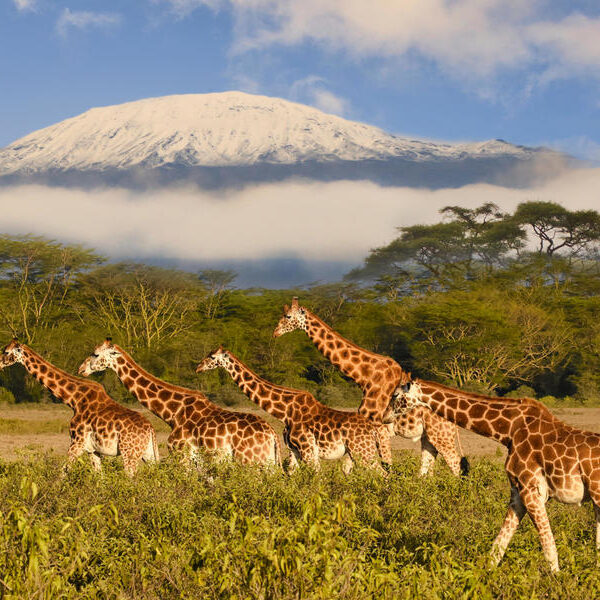 large_8a0092ff8dede4ca018deefcaa090e39-Afrika-Kenia-Amboseli-Giraffe