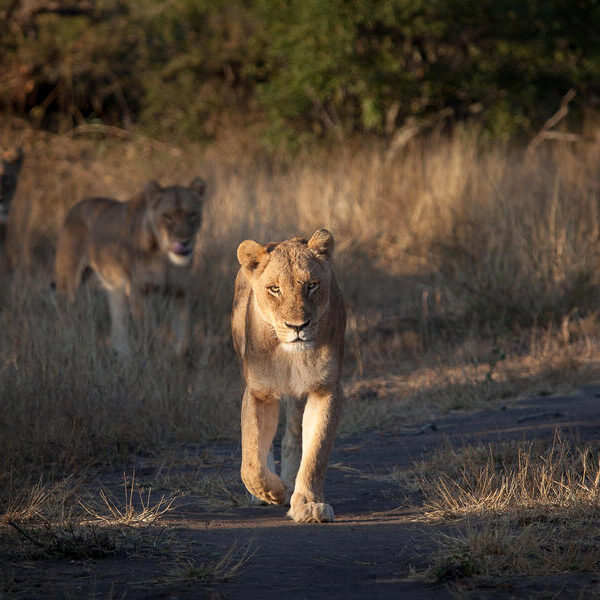 large_8a0092ff8e64570d018e65f4cd6f4731-Suedafrika-Kruger-Nationalpark-Loewe