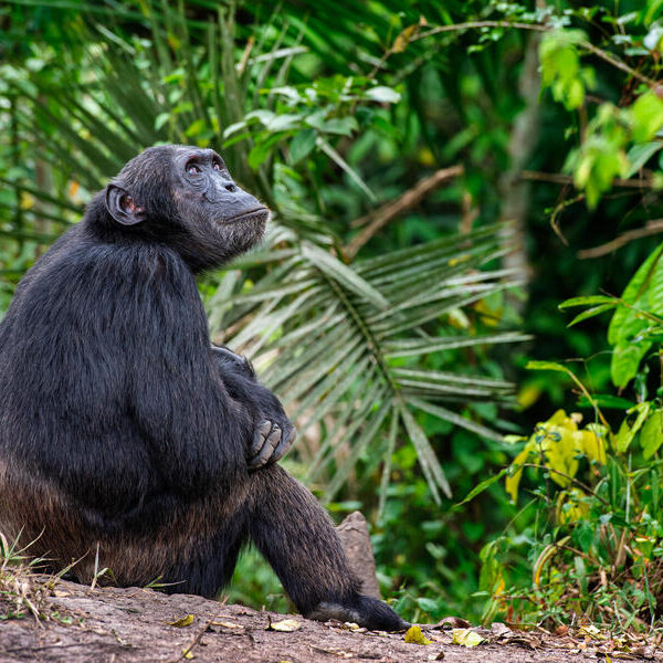 large_8a0092ff920d657b01920e5167a36f61-Uganda-Kibale-Nationalpark-Schimpanse