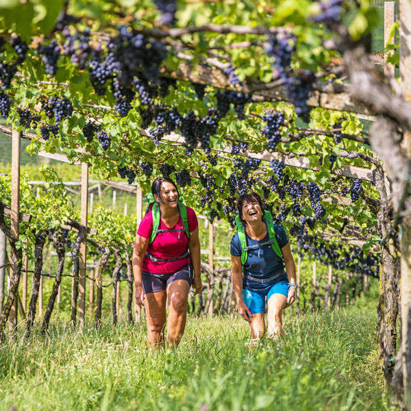 large_8a0092ff92e0c1340192e24730671b55-Weinwandern-im-Valpolicella-von-Verona-zum-Gardasee-Eurohike