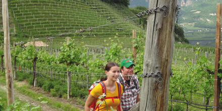 medium_8a0092fd51abedcc0152f3f1e2064833-Suedtirol-Wein-und-Almenweg-Wanderung-Eurohike medium_8a0092fd51abedcc0152f3f1e2064833-Suedtirol-Wein-und-Almenweg-Wanderung-Eurohike