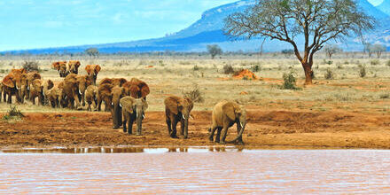 medium_8a0092fd58bb250e0158d9866c483e04-Kenia-Tsavo-Tsavo-East-Nationalpark-Elefanten-Wasserstelle medium_8a0092fd58bb250e0158d9866c483e04-Kenia-Tsavo-Tsavo-East-Nationalpark-Elefanten-Wasserstelle