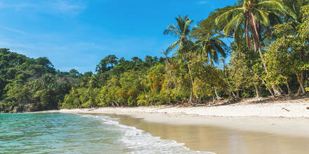 medium_8a0092ff60c595e401612dce02db5290-Amerika-Mittelamerika-Costa-Rica-Nationalpark-Manuel-Antonio medium_8a0092ff60c595e401612dce02db5290-Amerika-Mittelamerika-Costa-Rica-Nationalpark-Manuel-Antonio