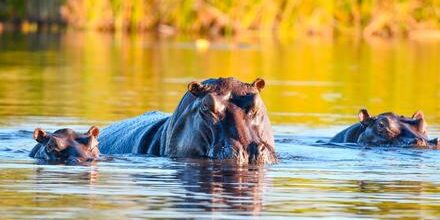 medium_8a0092ff6c88dff4016ca97b4d5e79f6-Chobe-National-Park-Botswana medium_8a0092ff6c88dff4016ca97b4d5e79f6-Chobe-National-Park-Botswana