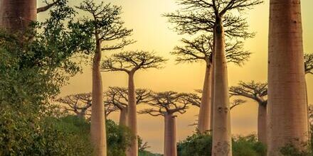 medium_8a0092ff6df15d4c016e227563887a5b-Madagaskar-Morondava-Baobab-Allee-Baeume medium_8a0092ff6df15d4c016e227563887a5b-Madagaskar-Morondava-Baobab-Allee-Baeume