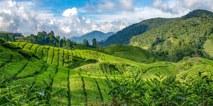 medium_8a0092ff6e844399016ef59bf13628f1-Cameron-Highlands