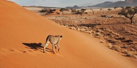 medium_8a0092ff704393e9017057d424132939-Namibia-Savanne-Wueste-Sand-Tier-Gepard-Cheetah-Acinonyx-jubatus-on-dune-with-desert-landscape-Namibia-southern-Africa medium_8a0092ff704393e9017057d424132939-Namibia-Savanne-Wueste-Sand-Tier-Gepard-Cheetah-Acinonyx-jubatus-on-dune-with-desert-landscape-Namibia-southern-Africa