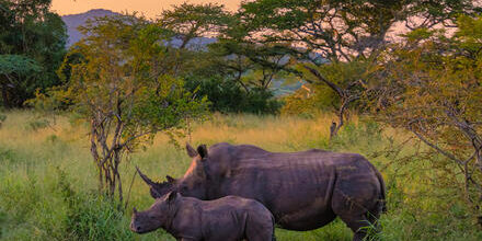 medium_8a0092ff8d777284018d78a96b0659d4-Suedafrika-Kruger-Nationalpark-Nashorn medium_8a0092ff8d777284018d78a96b0659d4-Suedafrika-Kruger-Nationalpark-Nashorn