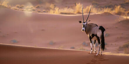 medium_8a0092ff8dede4ca018deee68e766c47-Namibia-Sossusvlei-Oryx-Antilopen