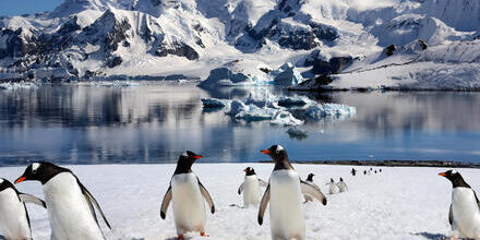 medium_8a0092ff90768f18019077b55bda7658-Antarktis-Eselspinguine medium_8a0092ff90768f18019077b55bda7658-Antarktis-Eselspinguine