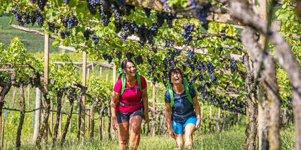 medium_8a0092ff92e0c1340192e24730671b55-Weinwandern-im-Valpolicella-von-Verona-zum-Gardasee-Eurohike medium_8a0092ff92e0c1340192e24730671b55-Weinwandern-im-Valpolicella-von-Verona-zum-Gardasee-Eurohike